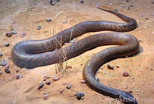 世界毒蛇排名前十图片图片